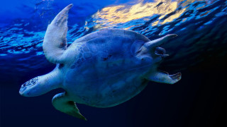 Turtle ocean hologram bubbles caustics - a turtle swimming in the ocean free wallpaper
