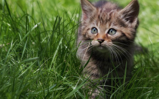 Curious kitten grassy field nature - a grassy field free wallpaper