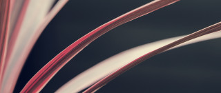 Red stem plant ultrafine detail - thin free wallpaper for desktop