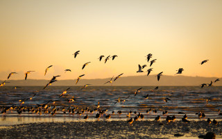 Birds beach sunset flying ocean - over a beach free wallpaper