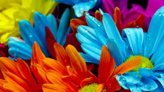 Colorful flower water droplets macro 2 - colorful flower free wallpaper