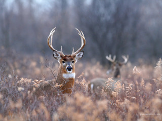 Deer antlers field tall grass - darrell riche free wallpaper