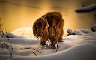 Dog snow evening light blurry - photography free wallpaper for desktop