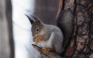 Squirrel tree branch winter nut - winter time free wallpaper