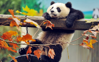 Panda climbing fence autumn leaves - glamor pose free wallpaper