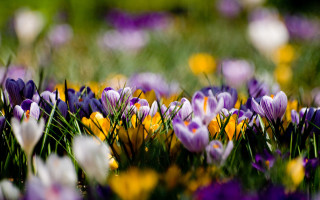 Purple yellow flower field bokeh - green grass free wallpaper
