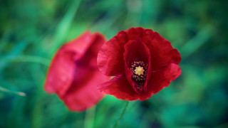 Red flower macro bokeh nature - a yellow center in the center of the flower free wallpaper