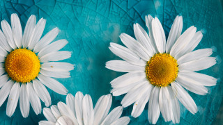 White daisies blue plate yellow - the middle free wallpaper