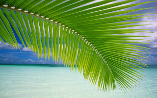 Palm leaf tropical beach blue - blue water free wallpaper