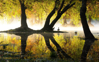 Ducks island autumn leaves magic - a small island free wallpaper for desktop