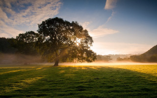 Tree fog sunshine grass horizon - the fog free wallpaper