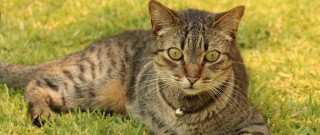 Sad cat in grass carlos 2 - neoplasticism free wallpaper for desktop