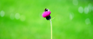 Bee flower grass field ecological - david begbie free wallpaper