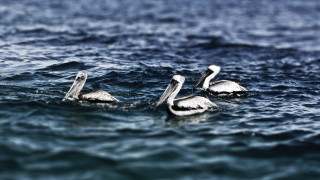 Pelicans ocean water ship sky - the other looking free wallpaper