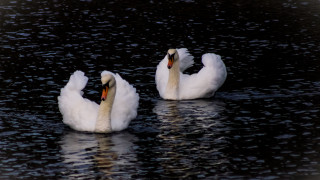 Swans rococo puzzle animal photography - the water together free wallpaper