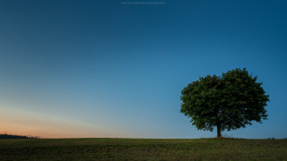 Lone tree grassy field sunset - composition free wallpaper for desktop