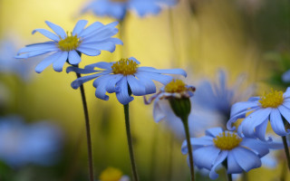Blue flower field butterfly bokeh - blue flower free wallpaper