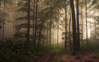 Forest path fog bench bamboo - a path in a forest free wallpaper