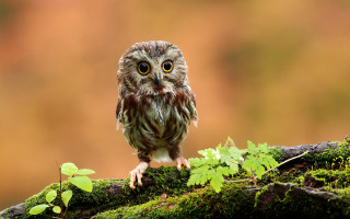 Small owl mossy branch wide - a small owl free wallpaper