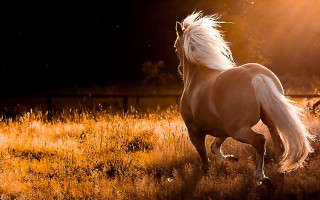 Horse backlit night field tall - tall grass free wallpaper