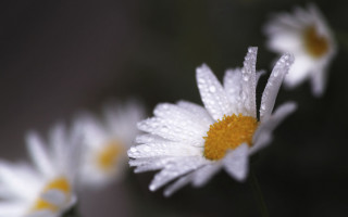 Daisy water droplets macro yellow - petal free wallpaper