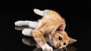 Kitten playing with toy reflection - a toy free wallpaper
