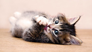 Kitten laying on floor blue - chippy free wallpaper for desktop