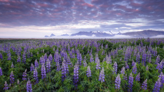 Purple flower mountains sunset clouds - purple flower free wallpaper for desktop