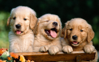 Three puppies wooden bench open 2 - a wooden bench free wallpaper