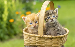 Kittens basket outdoor grass blurry - a basket free wallpaper
