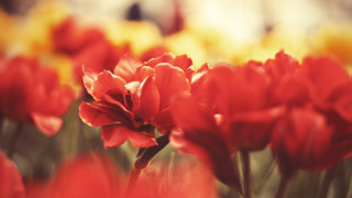 Red flower yellow background macro - red flower free wallpaper for desktop