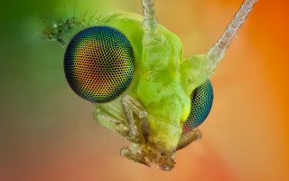 Green insect bug head back - a bug free wallpaper
