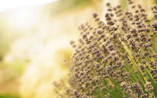 Lavender flower field autumn blur - flavia bloi free wallpaper