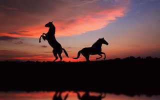 Horses running sunset water trees 2 - free dogs wallpaper
