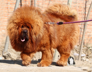Large brown dog leash sidewalk - cao buxing free wallpaper