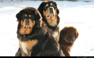 Three dogs standing in the - three dog free wallpaper