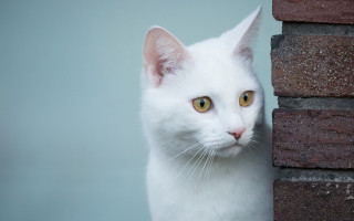 White cat yellow eyes behind - a brick wall behind free wallpaper