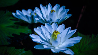 White flowers green leaf water - a pond free wallpaper