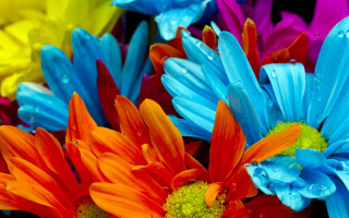 Colorful flower water droplets macro - colorful flower free wallpaper