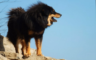 Dog longhair heroic posed rock - heroic pose free wallpaper