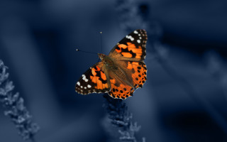 Butterfly flower stem darkblue blurry - david imms free wallpaper