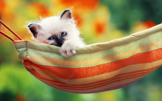 Kitten hammock blue eyes striped - striped free wallpaper