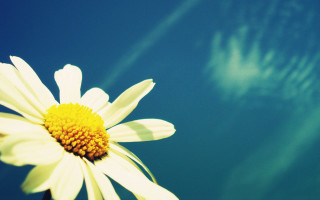 Flower sky cloud sunbeam macro - a sky background behind free wallpaper