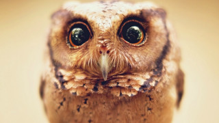 Small owl big eyes brown - black spot free wallpaper