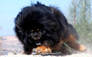 Majestic black shaggy dog running - fang congyi free wallpaper