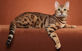 Cat couch glamor stripe calico - a brown background free wallpaper