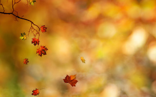 Branch leaves falling autumn blurry - free autumn wallpaper