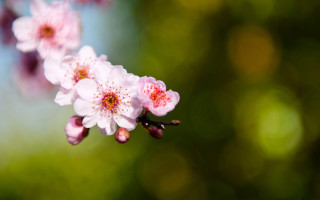 Cherry blossom macro flower shallow - a close up of a flower free wallpaper