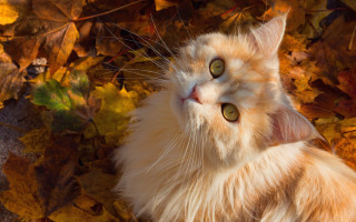 Curious cat autumn leaves impressionism - a curious look free wallpaper