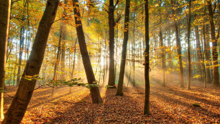 Forest leaves sunset autumn nature - forest free wallpaper for desktop